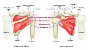 Various types of injuries and degenerative conditions can cause the shoulder to become painful. What Is The Rotator Cuff Of The Shoulder Lake Washington Physical Therapy