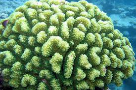 Image result for Microcoelia corallina