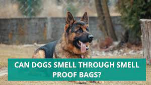 But then the cops will just assume the dogs are going crazy because its meat. Can Dogs Smell Through Airtight Containers Tricks To Fool A K 9