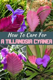 How To Care For A Tillandsia Cyanea Tillandsia Air Plants Care House Plants