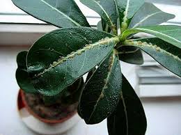 These east african and arabian natives are wonderful in the interior container garden or as warm climate additions to the patio display. Adenium Leaves Turn Yellow Different Diseases Why The Tips Dry Crop Production