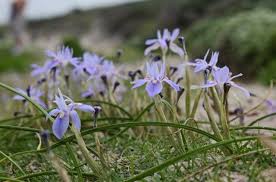 Image result for Moraea simulans