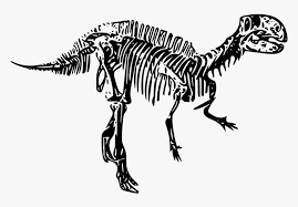 All dinosaur skeleton clip art are png format and transparent background. Dinosaur Fossils Clipart Black And White Hd Png Download Kindpng