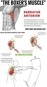 It usually occurs in the cartilage. The Serratus Anterior Muscle May Be The Sexiest Muscle On The Male Physique This Is The Muscle Group Serratus Anterior Weight Training Workouts Muscle Fitness