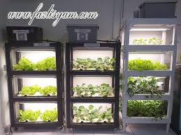 Salah satunya adalah menekan pengeluaran untuk membeli beragam sayur dan keperluan dapur lainnya yang bisa ditanam di kebun rumah. Berkebun Dalam Rumah Segalanya Tentang Tumbuhan