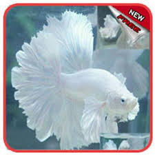 What fish can live with bettas? The Most Beautiful Betta Fish For Android Apk Download