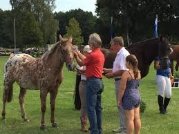 Er ist schon jetzt sehr imposant mit seiner statur für ein spansches pferd sehr barock. Das Naturlich Schonste Pony Sowie Pferd Brandenburg Berlins 2016 Pferdeland Brandenburg