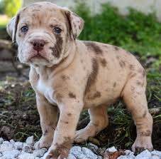 They have a lot of heart and a powerful sense of protection towards their loved ones. Zoe Alapaha Blue Blood Bulldog Puppy 618000 Puppyspot