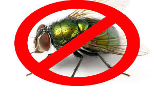 Dabro remix — улетай на крыльях ветра 02:41. The Top 5 Ways To Keep Flies Away From Your Horses Budget Equestrian