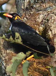Hill Myna Oiseaux