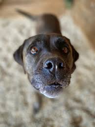 Finding an apartment with a dog. Bella Listenhunde Nothilfe