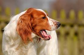 If your dog is exhibiting any of the more worrying signs, like coughing up blood or persistent vomiting, contact an emergency vet as soon as possible. Dog Coughing Causes And Treatment Options American Kennel Club