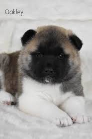 The english bulldog is considered to be. Akita Puppies For Sale Lancaster Puppies Craigslist For Sale Classified Ads In Jackson Ohio Claz Org Rot Chihuahua Puppies For Sale Chihuahua Puppies Puppies
