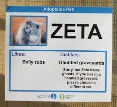 Guy Gives Adorable Cats Funny Profiles Funny Cute Cats Cats Cat Adoption