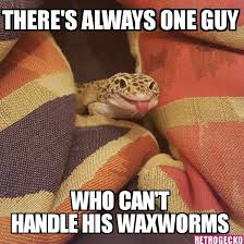 Rogue At His Silliest Leopardgecko Reptile Gecko Meme Geckomeme Lol Leopard Gecko Funny Cute Reptiles Leopard Gecko Cute