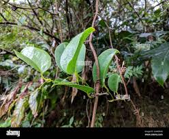 Image result for Smilax anceps