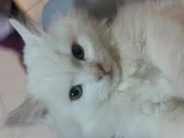 قط شيرازي عيون خضراء للبيع 子猫