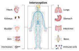 Interoception Wikipedia