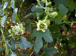 Image result for Cayaponia