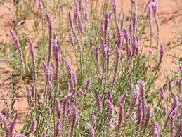 Image result for Hermbstaedtia fleckii