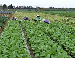 Hà Nội phát triển mạnh các mô hình sản xuất rau hữu cơ | baotintuc.vn