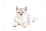 American Shorthair Cat Breed Profile | Petfinder