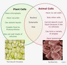 A cell wall is an outer layer surrounding certain cells that is outside of the cell membrane.all cells have cell membranes, but generally only plants, fungi, algae, most bacteria, and archaea have cells with cell walls. Plant Vs Animal Cells Venn Diagram Labeled Diagram Of Plant Cell And Animal Cell Transparent Png 1675x1525 Free Download On Nicepng