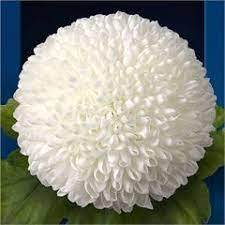 Pin On Chrysanthemum Blooms