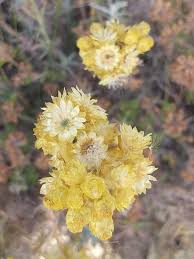 Image result for Helichrysum chasei