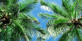 We had a great experience with the purchase of a palm tree from superior sod. Types Of Palm Trees In Florida Beautiful Boundaries