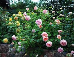 Abraham Darby Golden Celebration David Austin Roses Rose Varieties Pretty Flowers