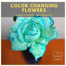 You can also mix the colors (e.g. Why Do Flowers Change Color In Food Coloring Experiment For Kids Go Science Girls