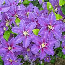 Image result for Clematis costata