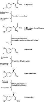 Nerve Driven Immunity Noradrenaline And Adrenaline Springerlink
