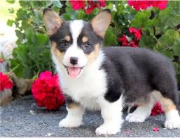 Looking for a corgi puppy to add to your family? Pembroke Welsh Corgi Puppies For Sale Des Plaines Il 295525