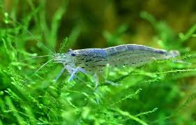 Amano Shrimp Amano Shrimp Aquascape Betta Aquarium