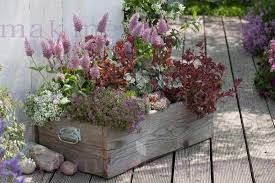 Holzkiste Bepflanzt Als Mini Garten Ptilotus Exaltatus Joey Australischer Federbusch Sedum Spurium Ful Fall Container Gardens Fall Landscaping Plants