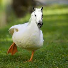 Funny photoshopped animals funny photoshop animal. 40 Very Funny Photoshopped Animal Pictures And Images
