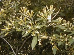 Image result for Cestrum parqui
