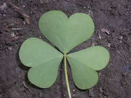 Maybe you would like to learn more about one of these? Wood Sorrel A Nutritious Edible Weed Dengarden