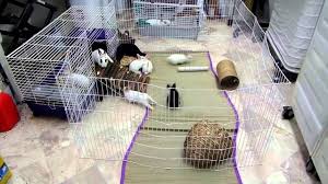 How to set up a rabbit cage! Rabbit Daisy And Her 4 Week Old Baby Rabbits Cage Set Up Youtube