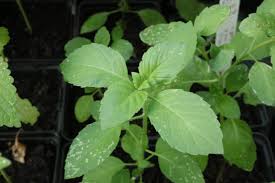 Image result for Ocimum lamiifolium