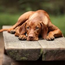 The search tool above returns a list of breeders located nearest to the zip or postal code you enter. 5 Things To Know About Vizsla Puppies Greenfield Puppies