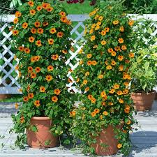 Image result for Thunbergia reticulata