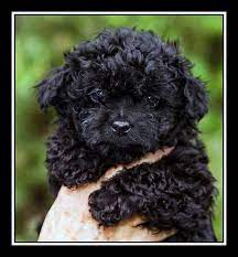 Maltese Rescue Dogs 2013 - Rpcrowe In 2021 Teacup Puppies Maltese Cute Dog Pictures Cute Dogs And Puppies