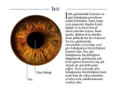 Duyu Organlari Ppt Indir