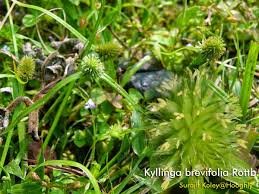 Image result for Kyllinga erecta