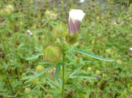 Image result for Hibiscus cannabinus