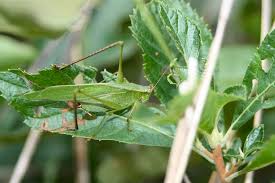 Nearly mature male mediterranean katydid nymph. Maryland Biodiversity Project Fork Tailed Bush Katydid Scudderia Furcata