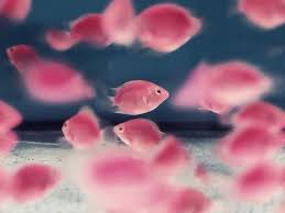 Log In Tumblr Pink Fish Pink Aesthetic Pink Life